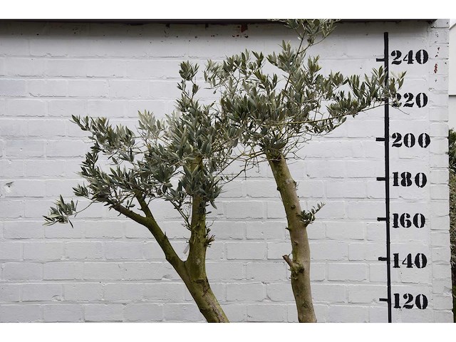 Olive spilt young skin - olive tree - afbeelding 3 van  7