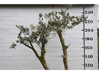 Olive spilt young skin - olive tree - afbeelding 3 van  7