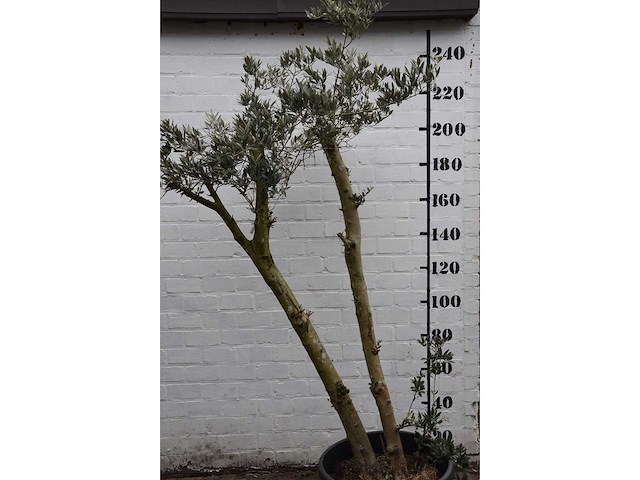 Olive spilt young skin - olive tree - afbeelding 4 van  7