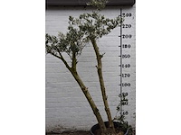 Olive spilt young skin - olive tree - afbeelding 4 van  7