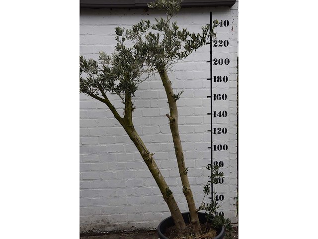 Olive spilt young skin - olive tree - afbeelding 5 van  7