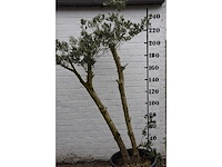 Olive spilt young skin - olive tree - afbeelding 5 van  7
