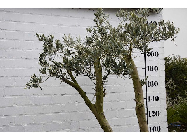 Olive spilt young skin - olive tree - afbeelding 6 van  7