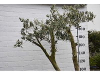 Olive spilt young skin - olive tree - afbeelding 6 van  7