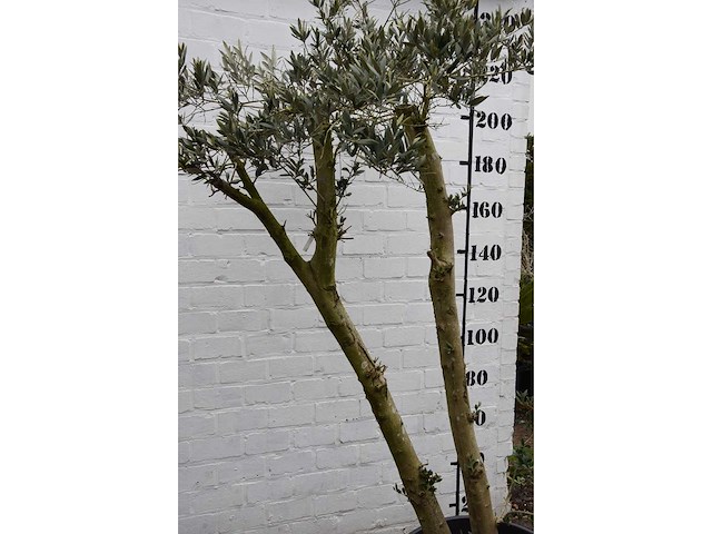 Olive spilt young skin - olive tree - afbeelding 7 van  7