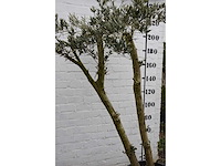 Olive spilt young skin - olive tree - afbeelding 7 van  7