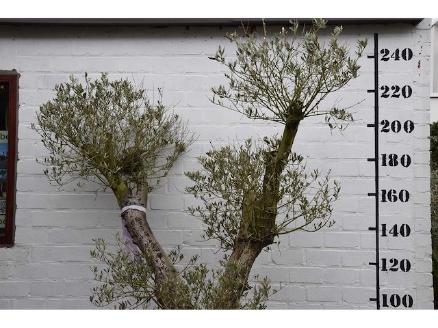 Olive split old skin - olive tree - afbeelding 1 van  7