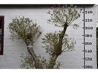 Olive split old skin - olive tree - afbeelding 1 van  7
