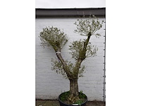 Olive split old skin - olive tree - afbeelding 2 van  7
