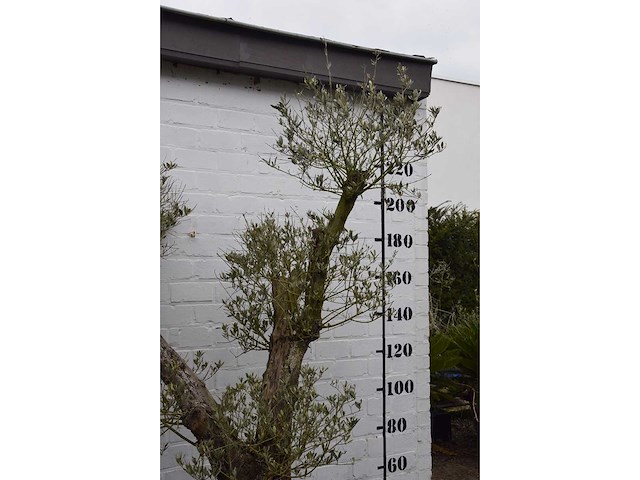 Olive split old skin - olive tree - afbeelding 3 van  7