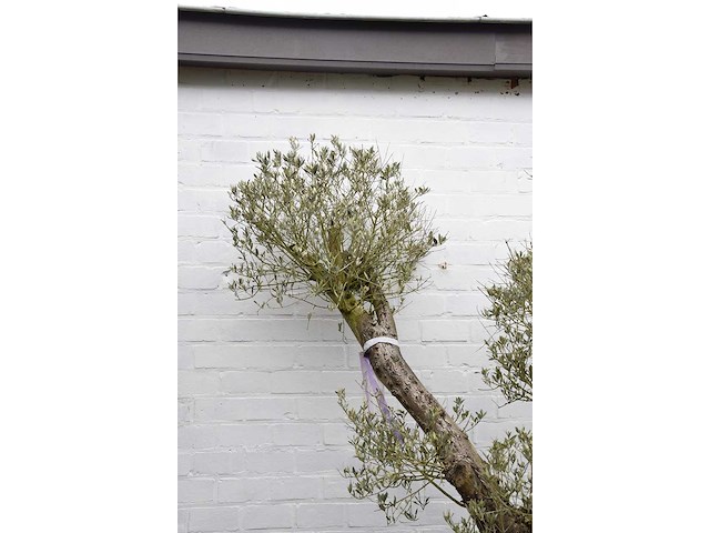 Olive split old skin - olive tree - afbeelding 4 van  7