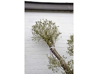 Olive split old skin - olive tree - afbeelding 4 van  7