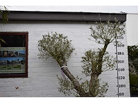 Olive split old skin - olive tree - afbeelding 5 van  7