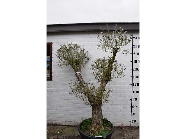 Olive split old skin - olive tree - afbeelding 6 van  7