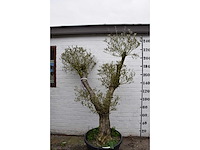 Olive split old skin - olive tree - afbeelding 6 van  7