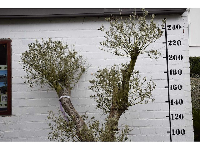 Olive split old skin - olive tree - afbeelding 7 van  7