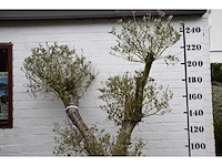 Olive split old skin - olive tree - afbeelding 7 van  7