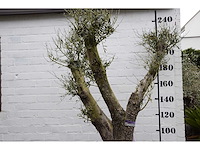 Olive split old skin - olive tree - afbeelding 1 van  9