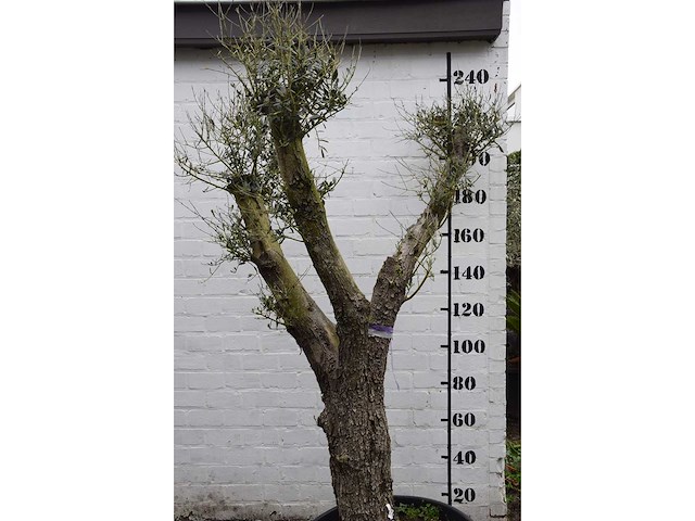 Olive split old skin - olive tree - afbeelding 2 van  9