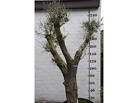 Olive split old skin - olive tree - afbeelding 2 van  9