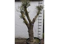 Olive split old skin - olive tree - afbeelding 3 van  9