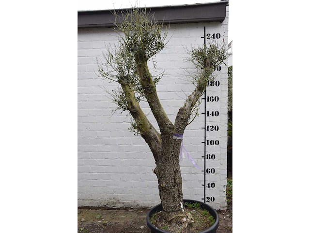 Olive split old skin - olive tree - afbeelding 4 van  9