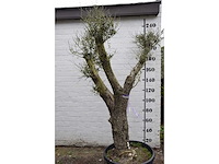Olive split old skin - olive tree - afbeelding 4 van  9