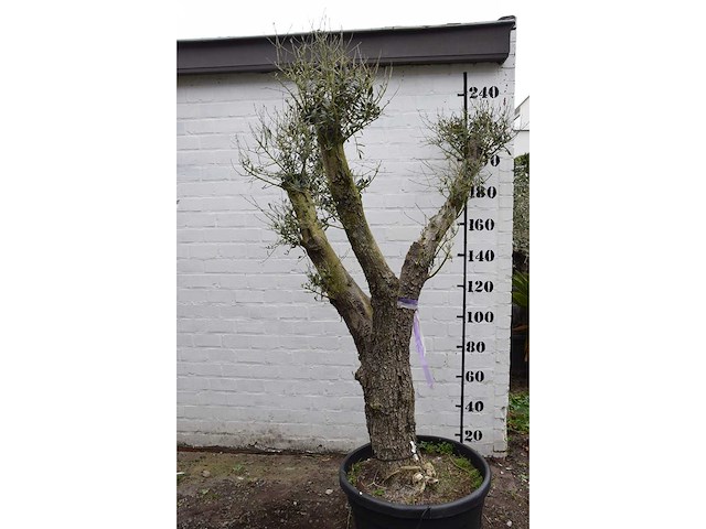 Olive split old skin - olive tree - afbeelding 5 van  9
