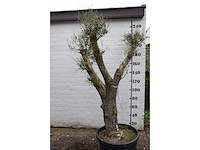 Olive split old skin - olive tree - afbeelding 5 van  9