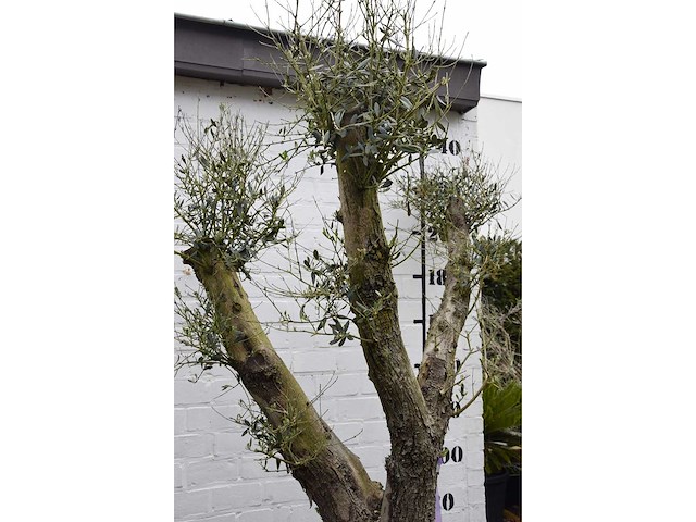 Olive split old skin - olive tree - afbeelding 6 van  9