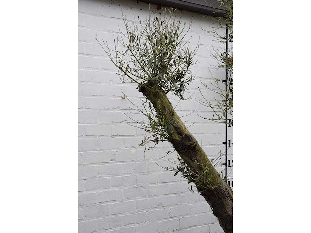 Olive split old skin - olive tree - afbeelding 7 van  9