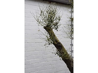 Olive split old skin - olive tree - afbeelding 7 van  9