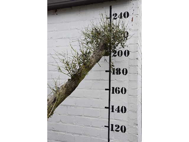 Olive split old skin - olive tree - afbeelding 8 van  9