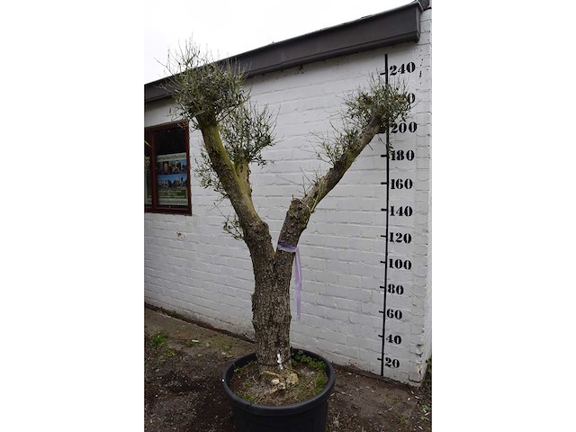 Olive split old skin - olive tree - afbeelding 9 van  9