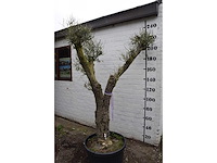 Olive split old skin - olive tree - afbeelding 9 van  9