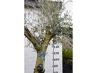 Olive split old skin - olive tree - afbeelding 2 van  11