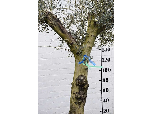 Olive split old skin - olive tree - afbeelding 3 van  11