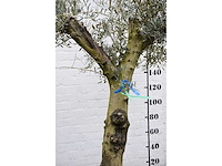 Olive split old skin - olive tree - afbeelding 3 van  11