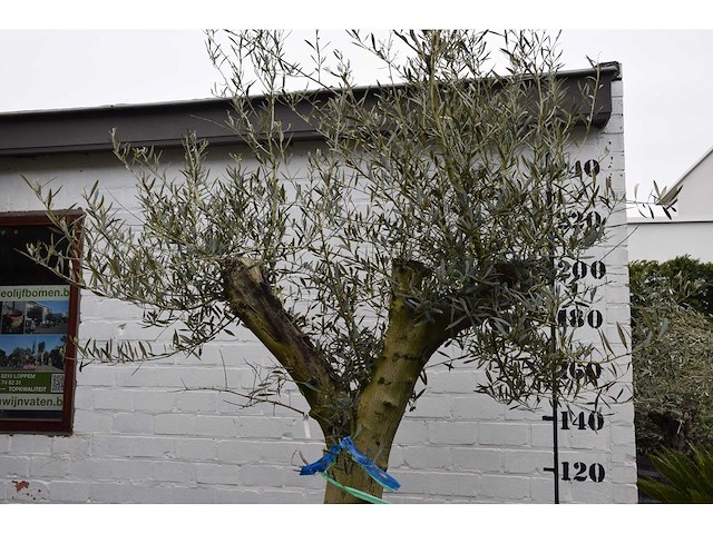 Olive split old skin - olive tree - afbeelding 1 van  11