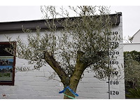 Olive split old skin - olive tree - afbeelding 1 van  11