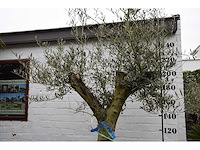 Olive split old skin - olive tree - afbeelding 4 van  11