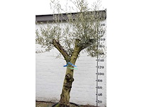 Olive split old skin - olive tree - afbeelding 5 van  11