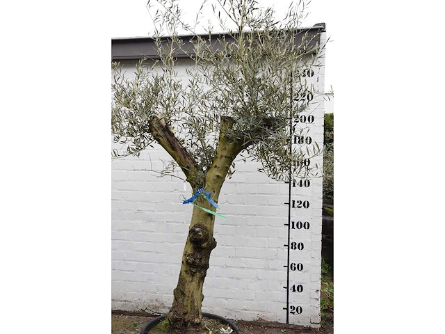 Olive split old skin - olive tree - afbeelding 6 van  11