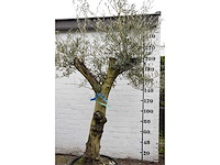 Olive split old skin - olive tree - afbeelding 6 van  11