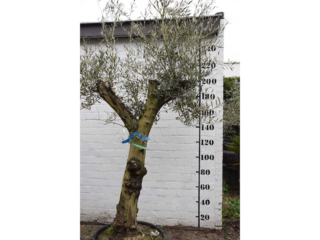 Olive split old skin - olive tree - afbeelding 7 van  11