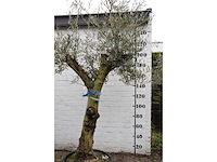 Olive split old skin - olive tree - afbeelding 7 van  11