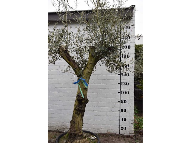 Olive split old skin - olive tree - afbeelding 8 van  11
