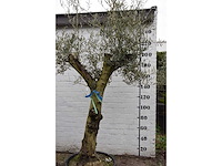 Olive split old skin - olive tree - afbeelding 8 van  11