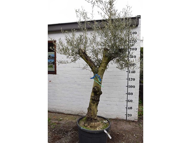 Olive split old skin - olive tree - afbeelding 9 van  11