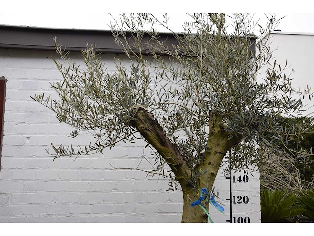 Olive split old skin - olive tree - afbeelding 10 van  11